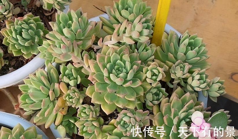 多肉植株|室内养多肉,淋雨后该怎么处理?分情况