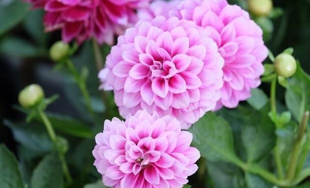 大丽花怎么养从选盆开始教你“5步走”，轻松开爆盆