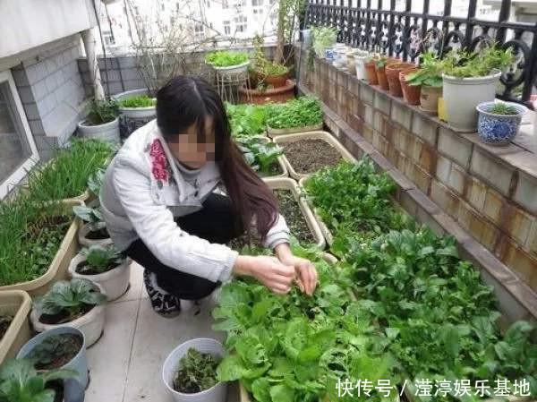 阳台还在晒衣服,拿来种菜可以吃上一整年,可香了!
