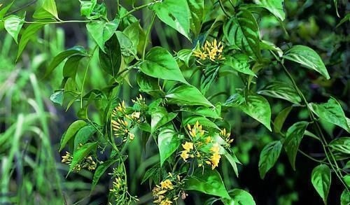 以前是公认的毒花,现在成了“网红花卉”,爱花人的阳台上常见到