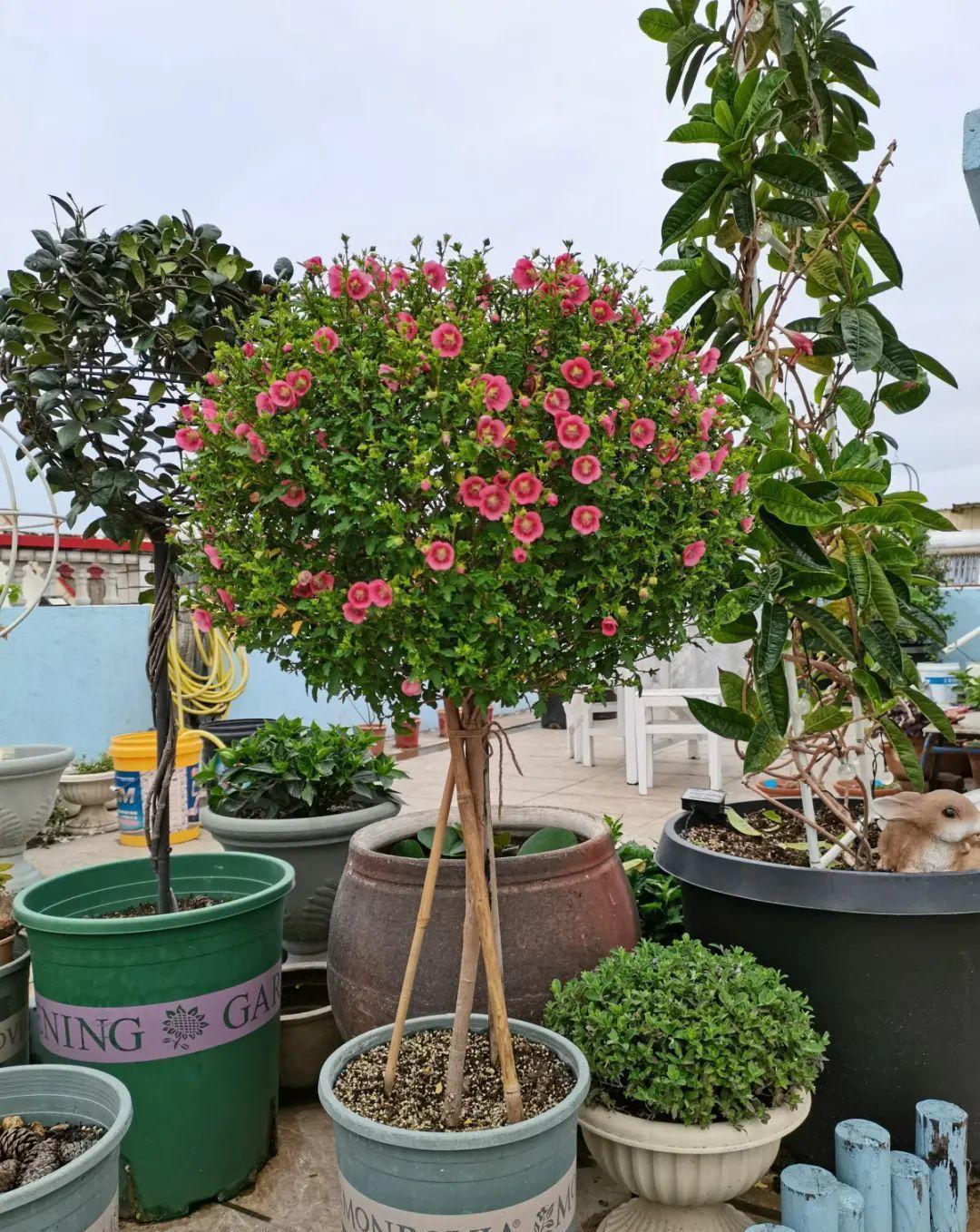 风雨兰|从养花大神家,偷来3个爆花技巧,快学,24小时后删