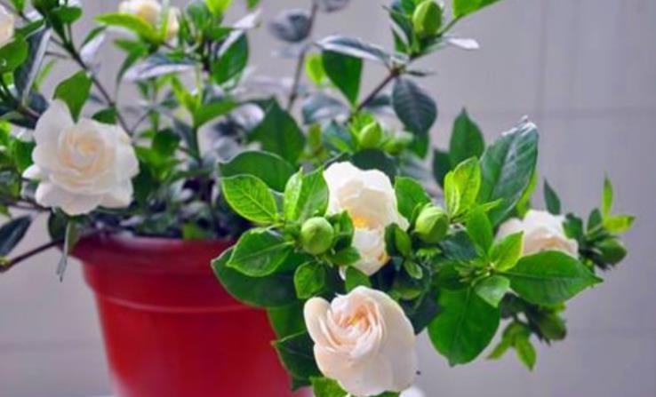 想养好栀子花吗?记住2句话,栀子花养一盆活一盆,年年开满花