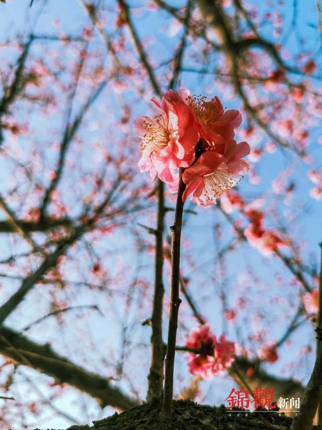 花开天府，春节赏花看过来