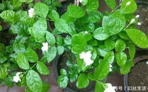 徒长|6种常见“花卉”,养在家里要“舍得剪”,越剪越“旺盛”