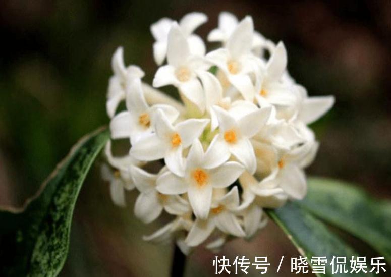 农历九月十八霜降后,养什么花?家里养3种花,开开心心团团圆圆