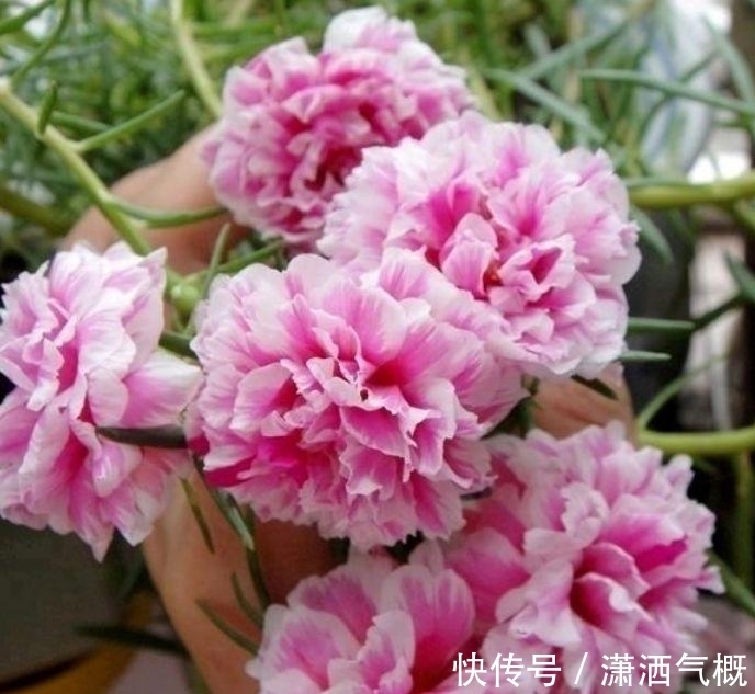 适合冬天养护的花卉,风吹开花旺,好养易活,开起花来拦不住