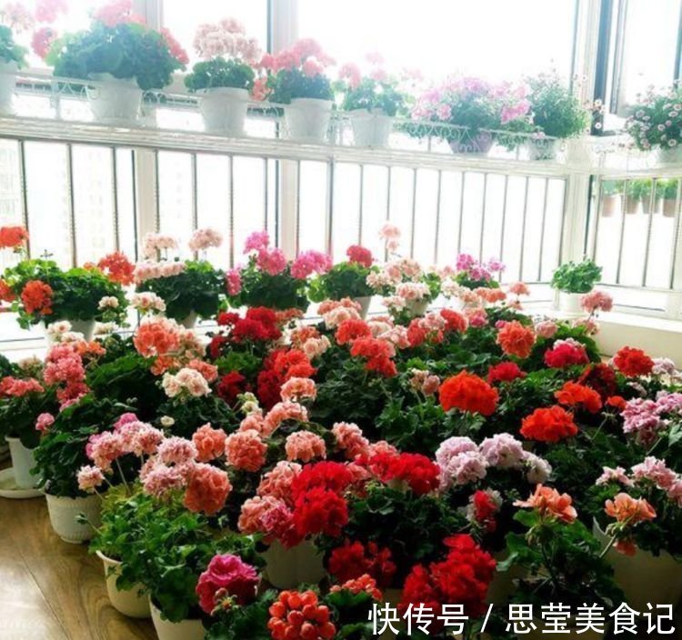 新手|“4种花”懒人、新手都能养的好，一言不合就爆盆，你一定喜欢