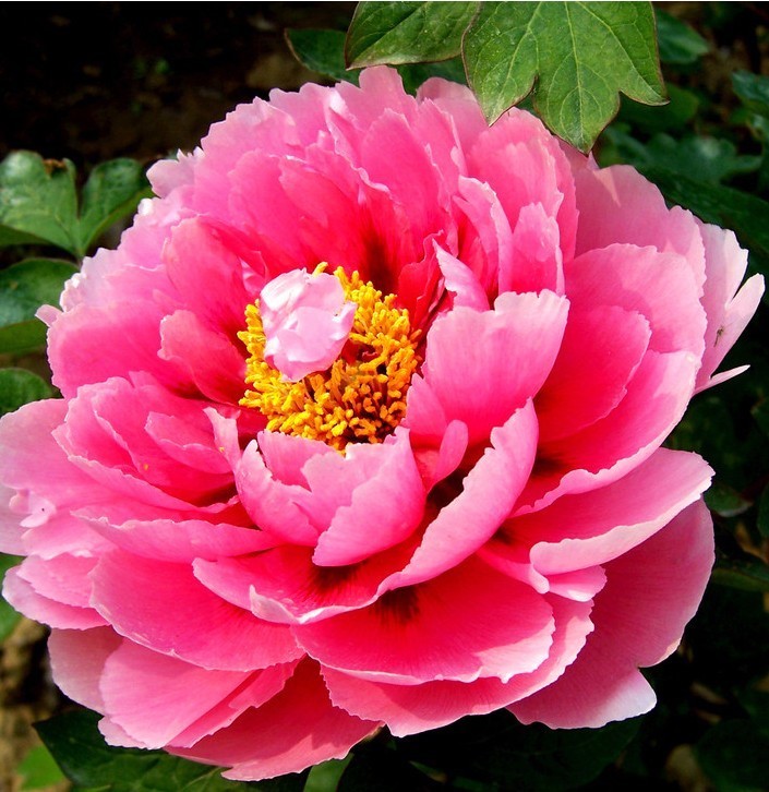 此花是百花之王，是国色天香的花，代表着高雅和富贵的意思