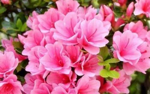 杜鹃花|4种“女王花”,美出新天地,高端大气上档次,谁养谁喜欢