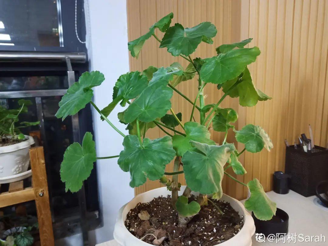 浇水|10种花要控水,天热反而不能浇,一浇水就死