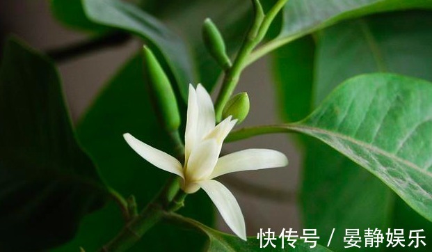 只会养绿萝不如养一种“香水之花”,洁白高雅,飘香160天