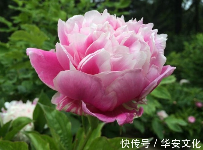 此花为花中之相地位仅次于牡丹,不仅有观赏价值,还有其他作用