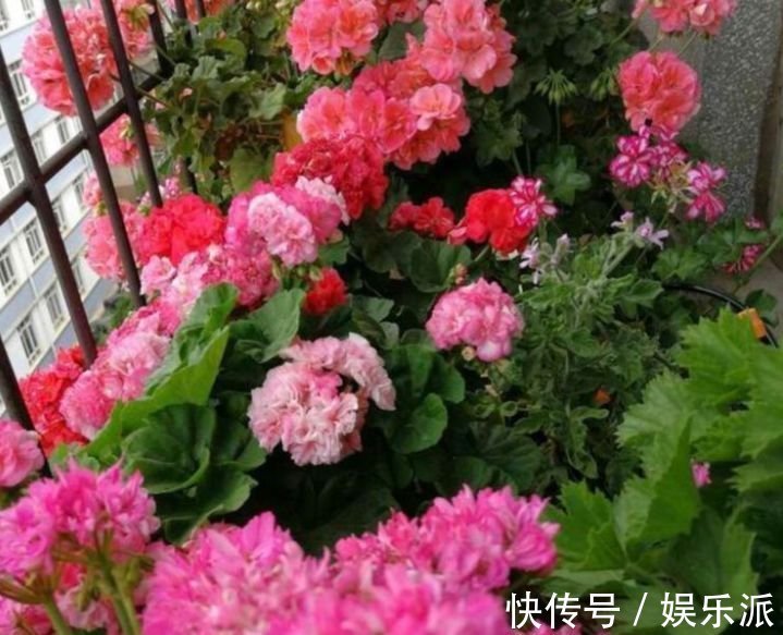 养花就养这几款,花姿妖娆,四季繁花似锦,姿色艳丽