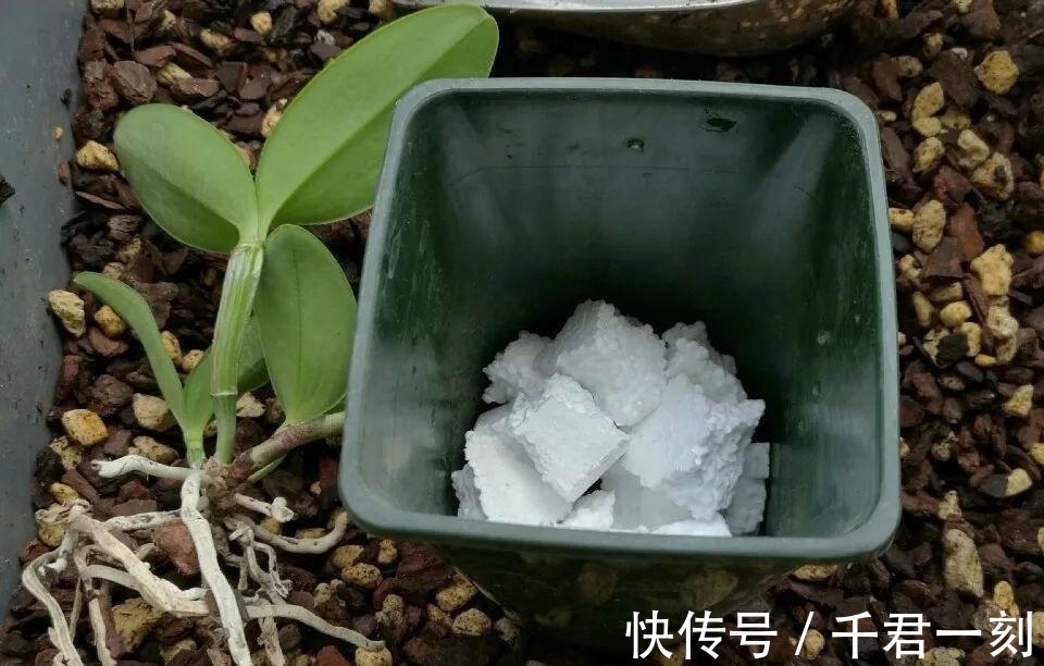 家庭|家庭养花,在盆底垫上这4种小东西,盆土透气又透水!