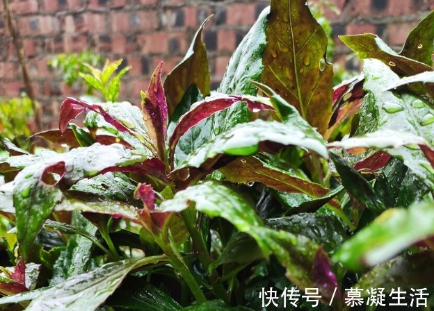 吃法|68种野菜图片,教你认识不同的野菜和吃法,你想要的野菜这里都有