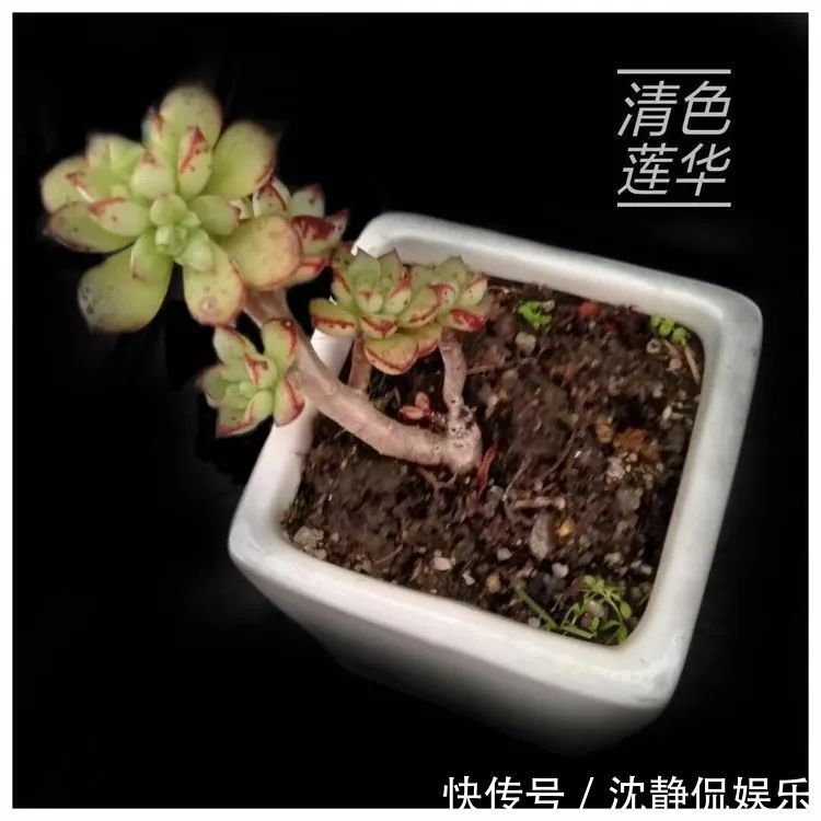 昂斯诺|一直都养不活花,直到遇见了多肉!只要用心,就能变美!