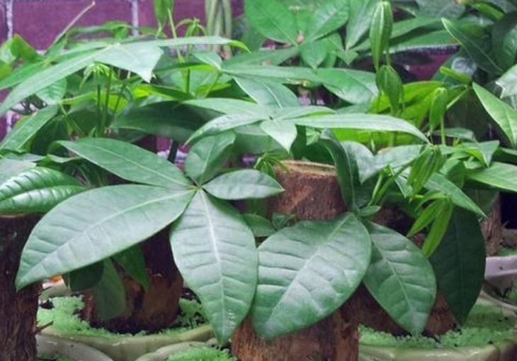 生根剂|3种花“快入盆”,插土里就活,10天生根,养在客厅漂亮又聚财!