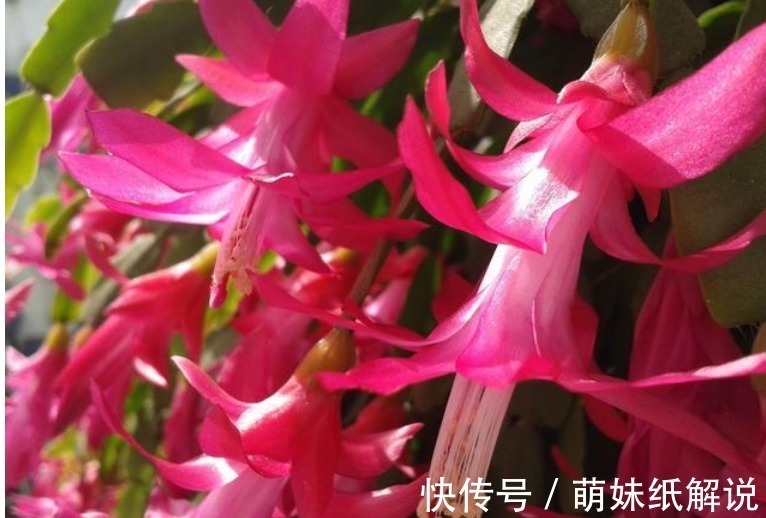 “4种花”埋土里就活,不用管也能花开不断,好养易活开成花海!