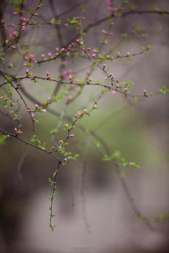  晓风|年光与物随流水，世事如花落晓风