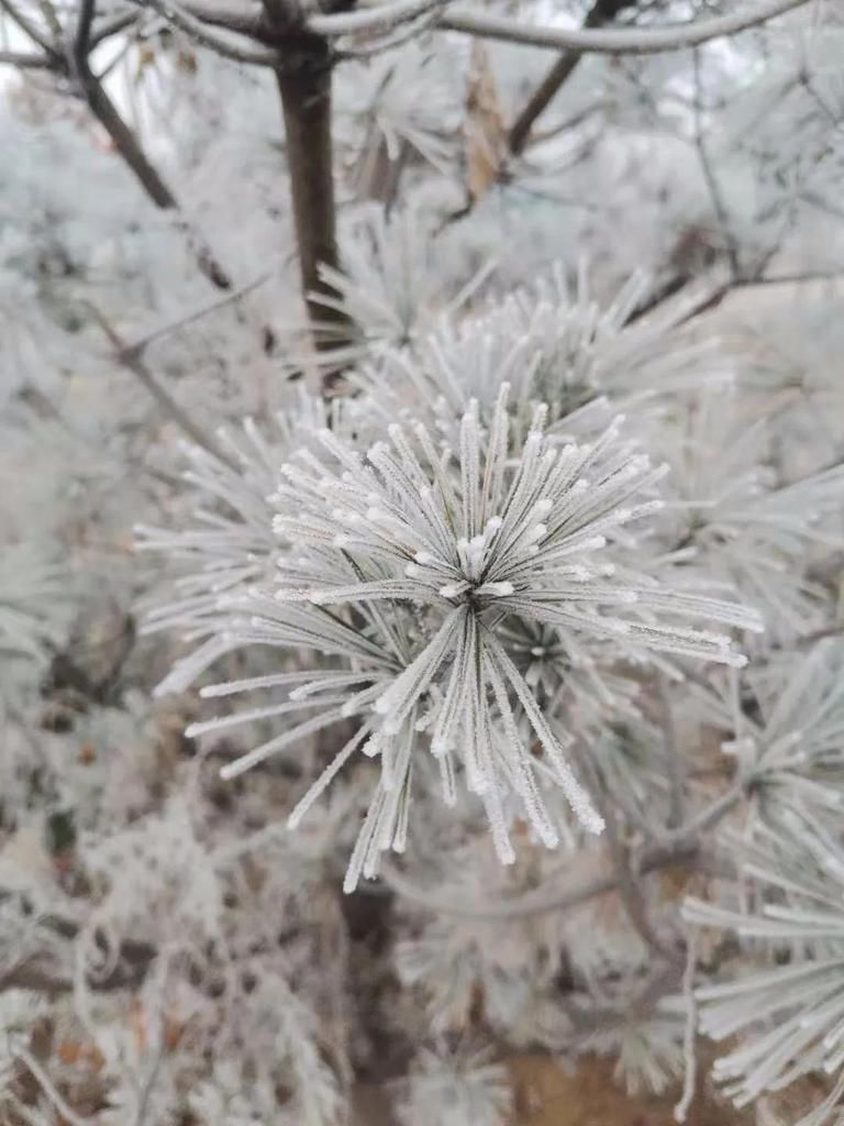 昨晚徐水又悄悄下了一场“雪”！