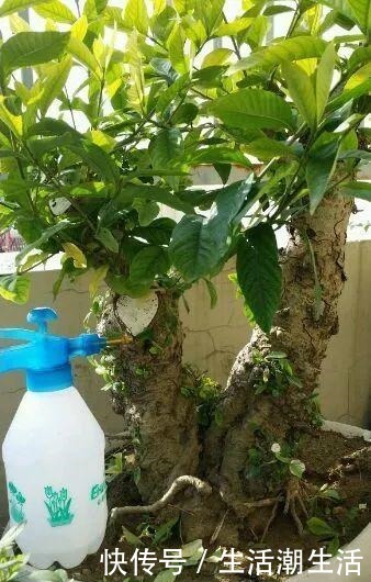 50年的桂花树，卖了5万块钱，大家觉得值吗！