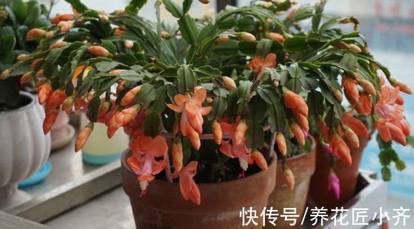 花友|想要蟹爪兰花后继续开，做好“2掐3足”，持续开花到夏季