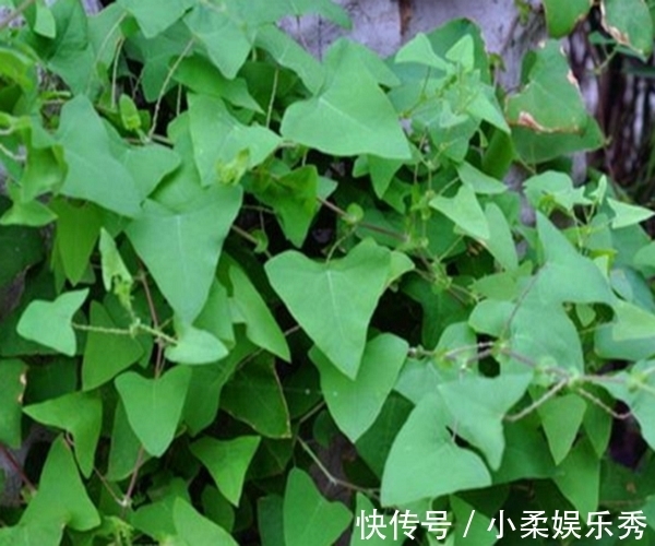 农民朋友|农村有一种“毒草”,农民见了就拔掉,殊不知是名贵中草药