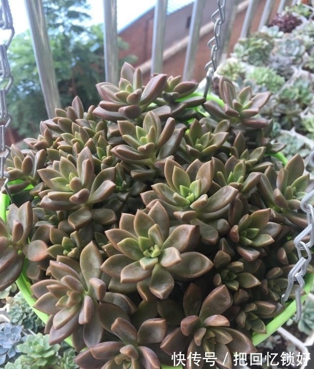 多肉大普货姬胧月,养的人不少养好的却不多,阳台党要慎选