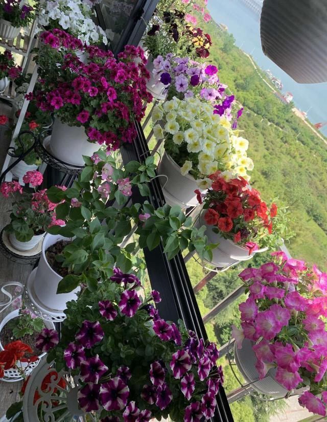 5种花叫做“度夏难”,到了夏天就黄叶干枯,花友年年养年年买