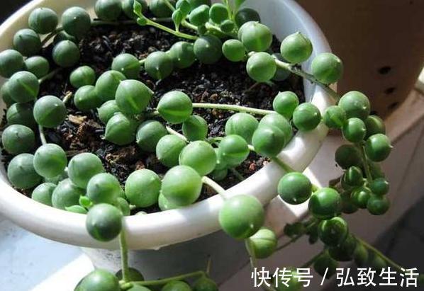 用塑料瓶、油桶做容器种植生姜，牢记处理要诀，食用、赏花不愁