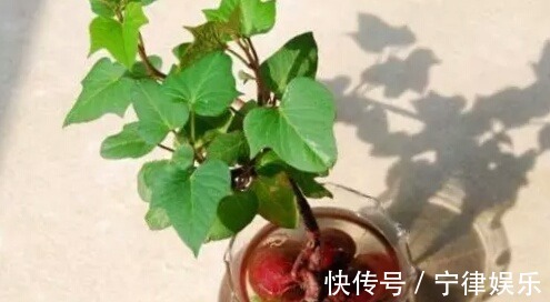 阳台种菜乐趣多,4种适合盆栽的蔬菜,养上几盆,绿色健康又好吃
