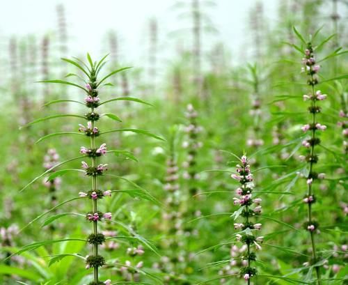 病症|益母草被誉为“妇科圣药”，除了用于妇科病，“3种”病症也适用