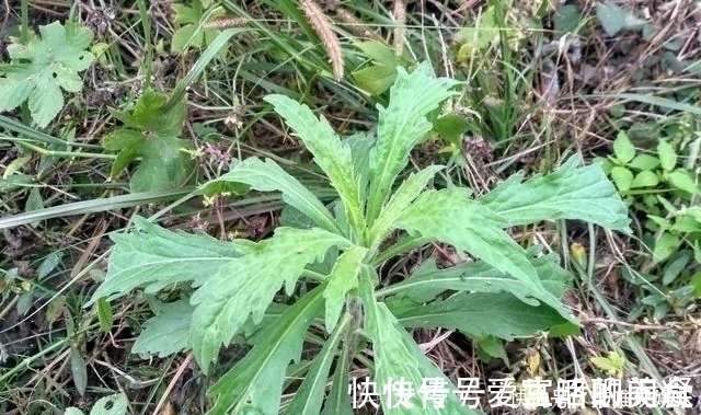 中草药|农村一种野草，农民很讨厌，却是极品中草药，止血效果非常好