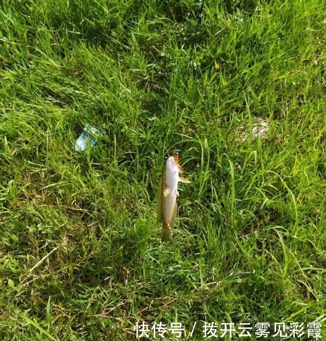 长江君|没人电鱼后,成都郊外水塘黑鱼泛滥,有人半天钓了十几条