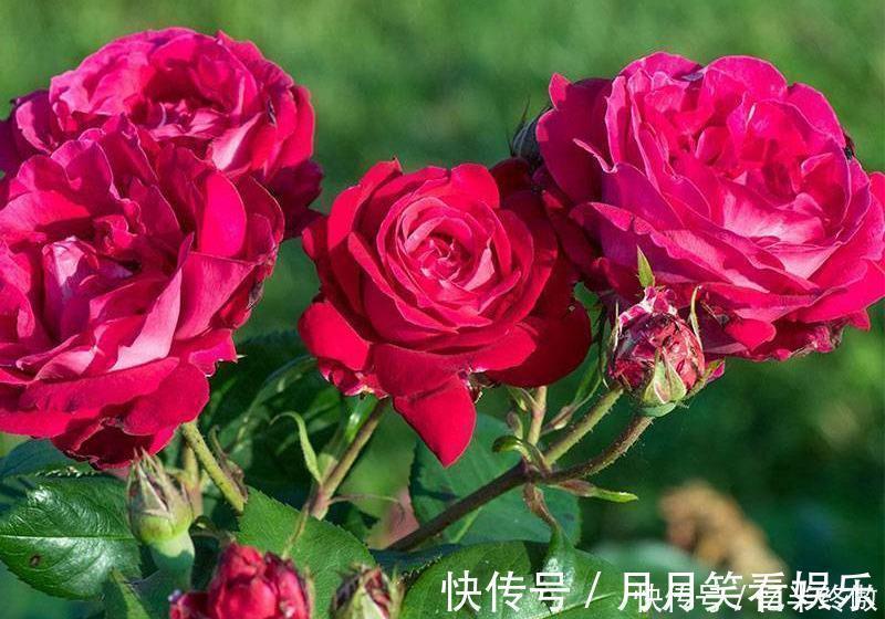 3种花超让人喜欢,植株低矮,花色绚丽,四季开花不停,养护很容易