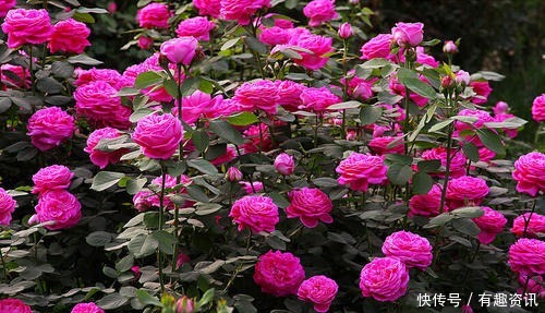 月季冒花苞后，要把这种枝叶修剪掉，不然缩短花期开花小