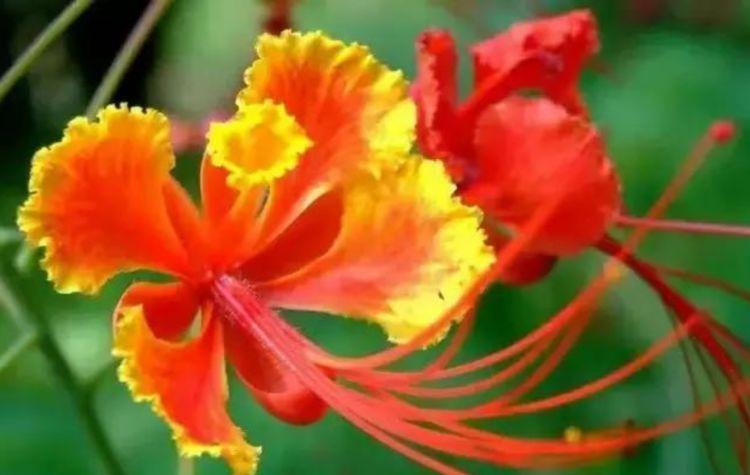 家养此款花卉，花大色艳胜玫瑰，花色艳丽，花开枝繁叶茂，美