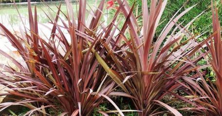 朱蕉叶片色彩越来越差了,有什么办法可以让它恢复呢