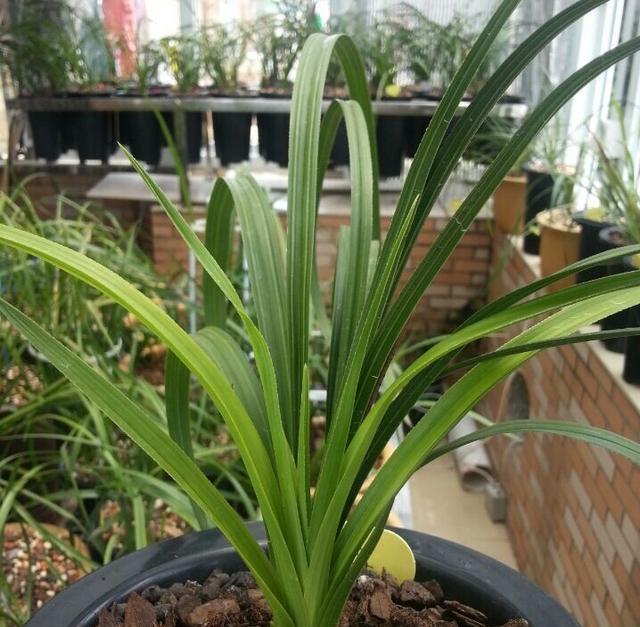 施肥|4种“富贵花”,7月要“穷养”,天气凉了就猛长