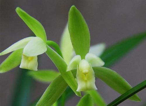 兰花|出芽率“最高”的兰花，花苞又大又香，花色珍贵，新手也能养好