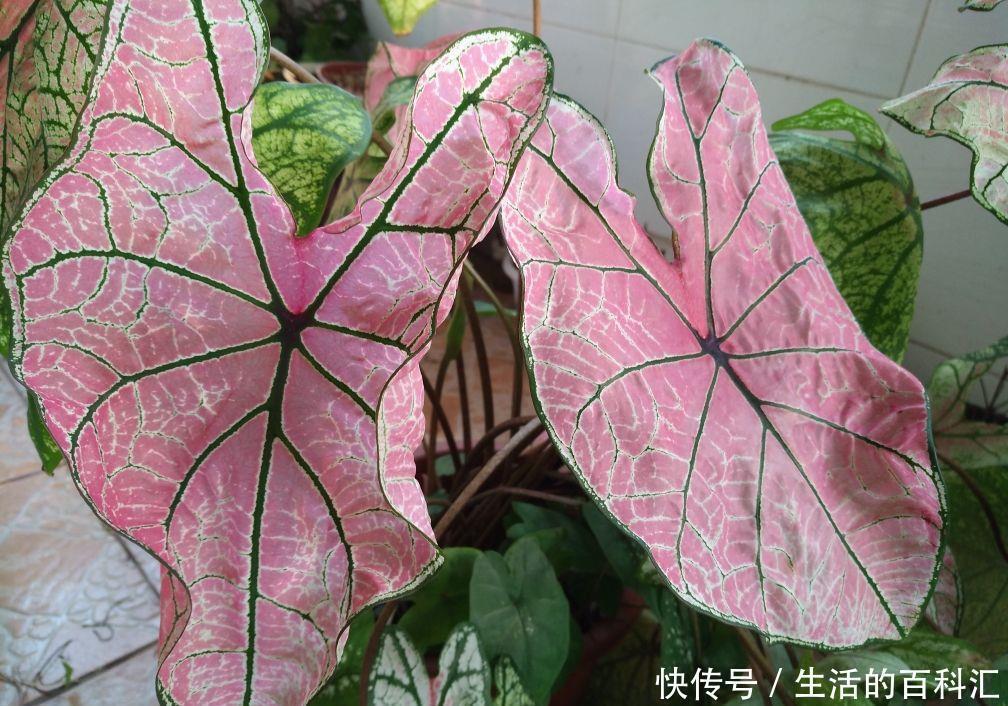 家里养盆老人须,不用土不用盆,挂起来就能养