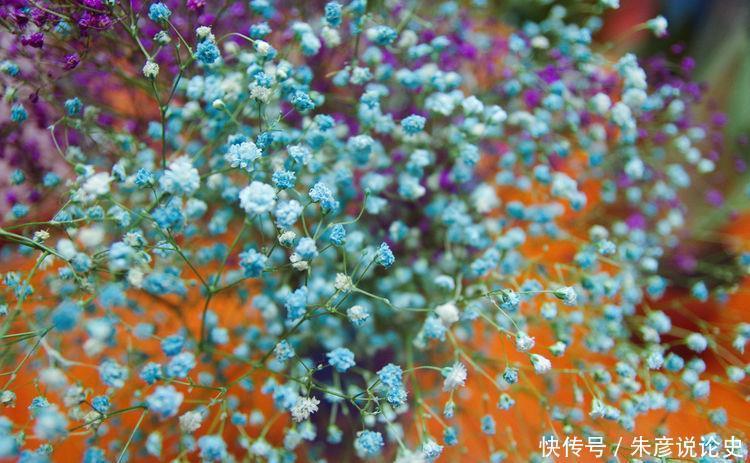 4种花花好看,名字也好听,养了就爆盆,好养易活开花漂亮