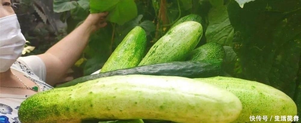 秘方|家里老人珍藏百年的腌黄瓜秘方，一次腌20斤，嘎嘣脆，咸香特好吃