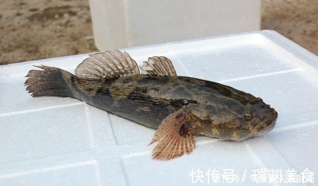 这种“入侵”鱼很成功,和沙塘鳢很像,现在又被吃成“高价美食”