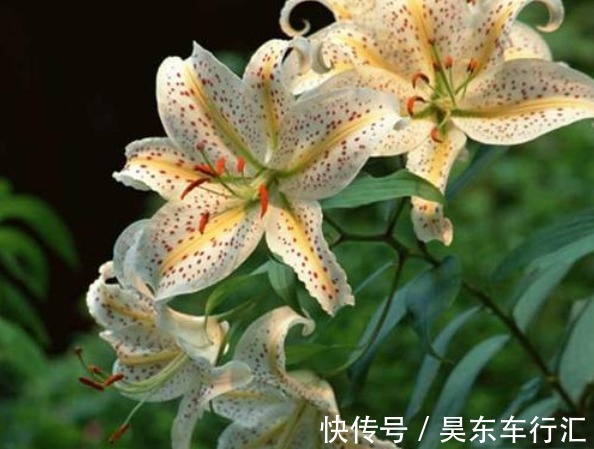 能为家中添“好运”的3种花，新的一年迎好运，家中万事兴旺