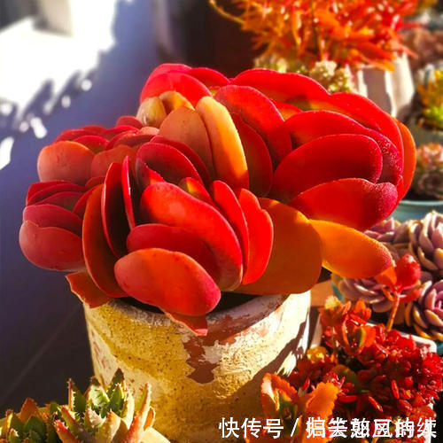 平平无奇的多肉唐印,做好几件事,叶片红艳艳,谁见了都夸美