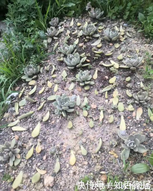 养花技巧：折腾不死的25种花，咋养都爆盆，懒人最适合