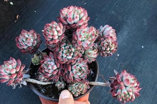 来自“童话里”的6款多肉,满满都是回忆,听名字就很想养上一盆