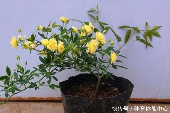 院子再小,也要养棵它,2年长一片,开花特别美,左邻右舍都说香!