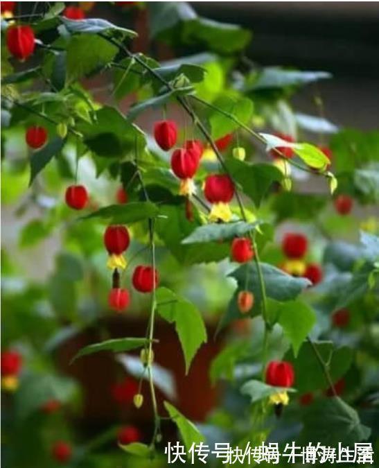 漂亮|此款花卉，花艳易爆盆，越热开花越旺，开成漂亮小花园！